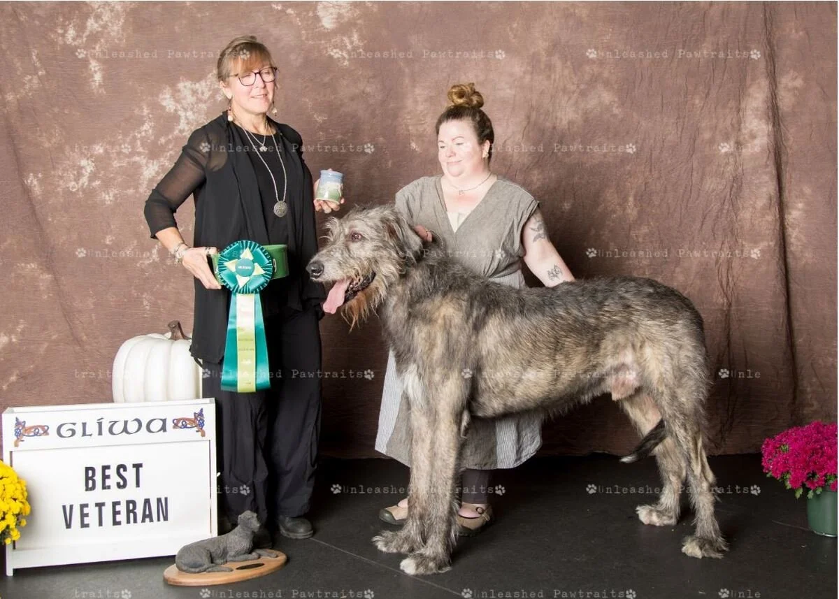    Best Veteran   
  CH Howlin&rsquo;s King Cake CD BN RE AJP SCN SIN CGC TKN . 11/19/2012. Breeder: David Berzins &amp; Risha Cupit-Berzins. By Reigning Dragon of Curuamor x Howlin&rsquo;s Passionate Kisses MXP MJP CGC. Owner: David Berzins &amp; 