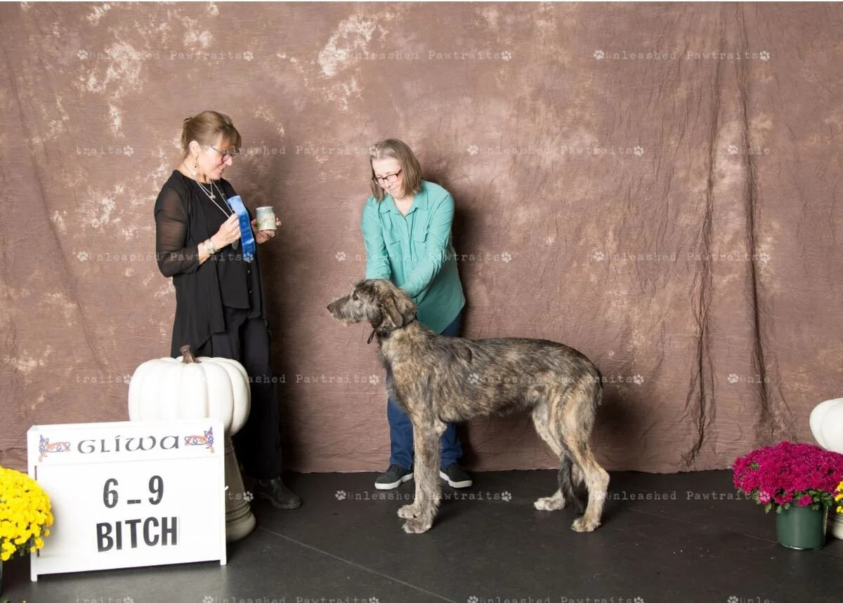     6-9 Month Puppy Bitch   
  Brimstone Redemption . 04/16/2019. Breeder: Laurie Morris. By Brimstone Connemara's Ransom x Brimstone Jade of Crannabeatha. Owner: Laurie Morris.  