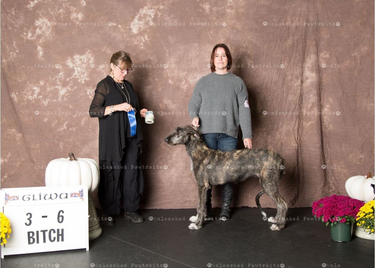     3-6 Month Puppy Bitch   
  1. Dia Duit Sweet Caroline . 05/13/2019. Breeder: Pam &amp; Rockne Elgin. By MBISS GCH CH Shellane Pavarotti Sings for Slaine x CH Dia Duit Anna Aine CGC. Owner: Jennifer &amp; Scott Van Order &amp; Pam Elgin. 
  2. P