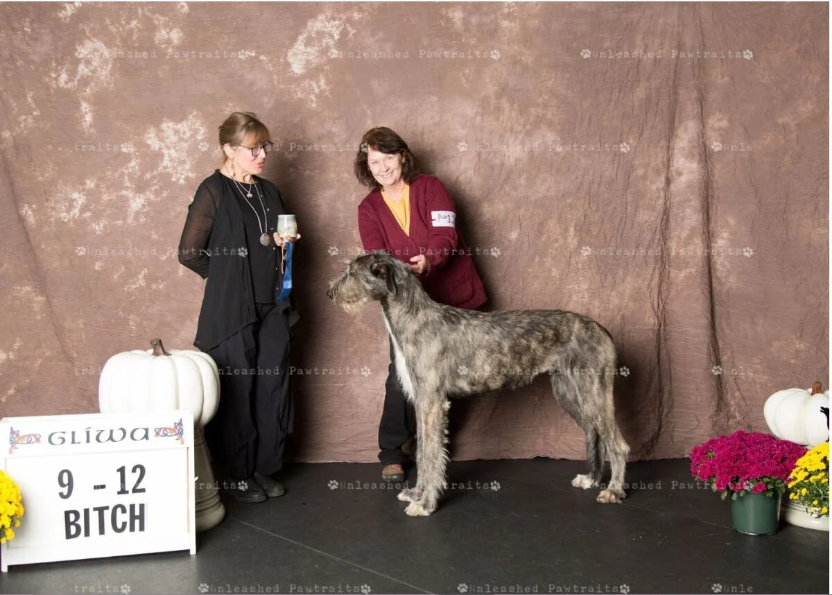     9-12 Month Puppy Bitch   
  1. Rysheron&rsquo;s Ophelia At Boondocks . 12/26/2018. Breeder: Cheryl Riggs &amp; Jeff Lindley. By CH Brimstone Midas At Rysheron x CH Olivia of Beltine. Owner: Jeanie Pitzenberger &amp; Laurie Morris. 
  2. Barrass