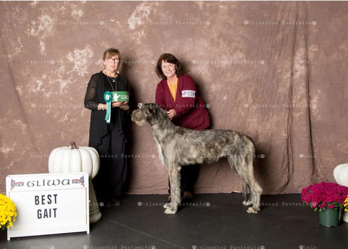     Best Gait   
  Rysheron&rsquo;s Ophelia At Boondocks . 12/26/2018. Breeder: Cheryl Riggs &amp; Jeff Lindley. By CH Brimstone Midas At Rysheron x CH Olivia of Beltine. Owner: Jeanie Pitzenberger &amp; Laurie Morris  