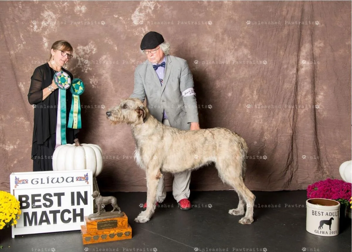     Best in Match (also Best Adult)   
  Rockhart Raptur . 11/07/17. Breeder: Lynn M. Simon MD. By Rockhart Xavier x Rockhart Uschara. Owner: Lynn M. Simon MD. 
 &nbsp;  