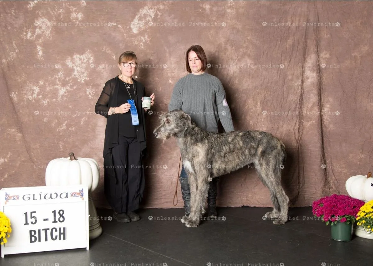     15-18 Month Yearling Bitch   
  1. Rivendell&rsquo;s Tigris River . 07/02/2018. Breeder: Judi Roller. By MBISS GCH CH Shellane Pavarotti Sings for Slaine x GCH Rivendell&rsquo;s Mele Kalikimaka. Owner: Jennifer Van Order &amp; Judi Roller. 
  2