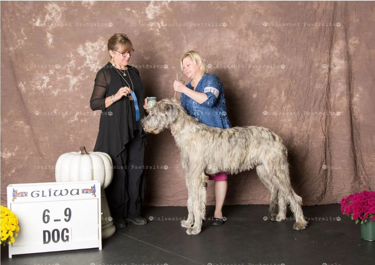     6-9 Month Puppy Dog   
  1. Crook Lake Northern Lites Deputy Jack . 02/18/2019. Breeder: Mary Arends. By Iconic Ivarr Caer Dallben x Crook Lake&rsquo;s Aylish. Owner: Jody &amp; Jeffrey Kistner. 
  2. Wolfhouse Faure . 03/03/2019. Breeder: Pern