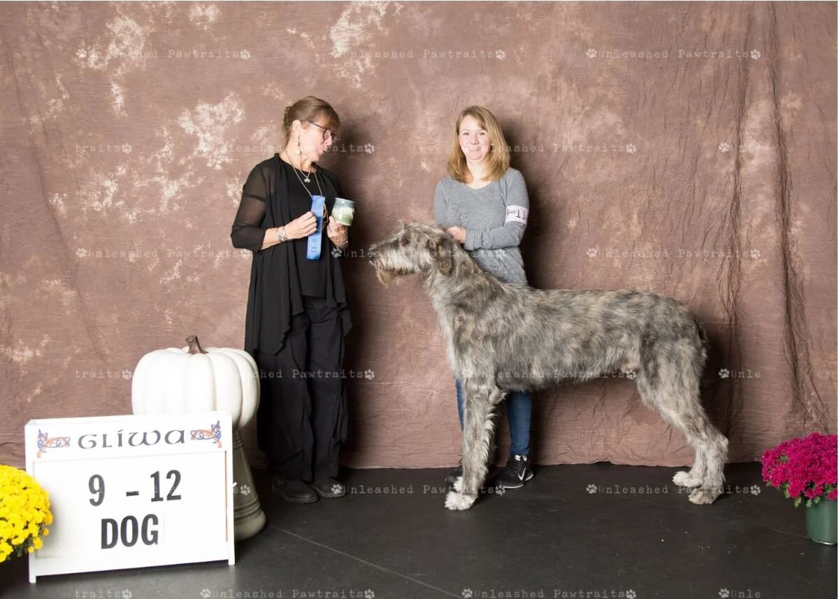     9-12 Month Puppy Dog    
  Caraglen Berwyck Bravo . 11/18/2018. Breeder: Sue &amp; Bev Stobart &amp; Robert &amp; Gretchen Bernardi. By CH Caredig Renegade x Caraglen Berwyck La De Dah. Owner: Courtney Smith &amp; Sue Stobart.  