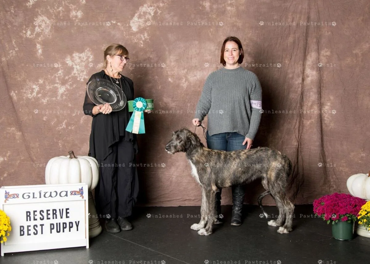     Reserve Best Puppy   
  Dia Duit's Sweet Caroline . 05/13/2019. Breeder: Pam &amp; Rockne Elgin. By MBISS GCH CH Shellane Pavarotti Sings for Slaine x CH Dia Duit Anna Aine CGC. Owner: Jennifer &amp; Scott Van Order &amp; Pam Elgin.  