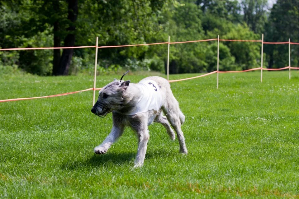   Puppy practice  