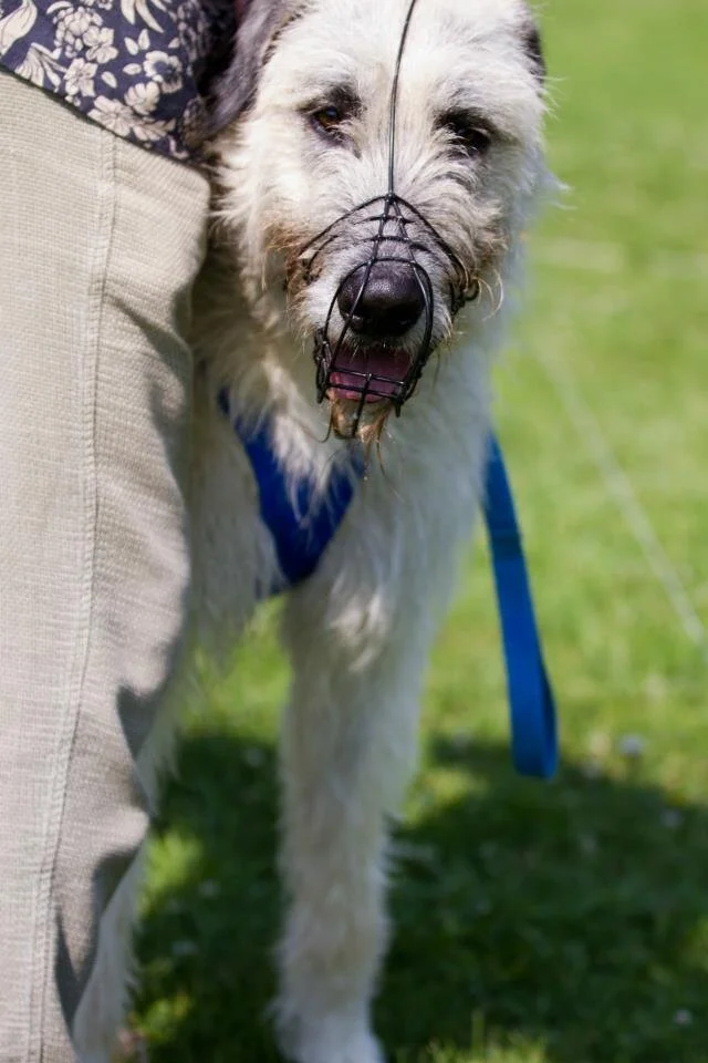   All muzzled p for the race.  