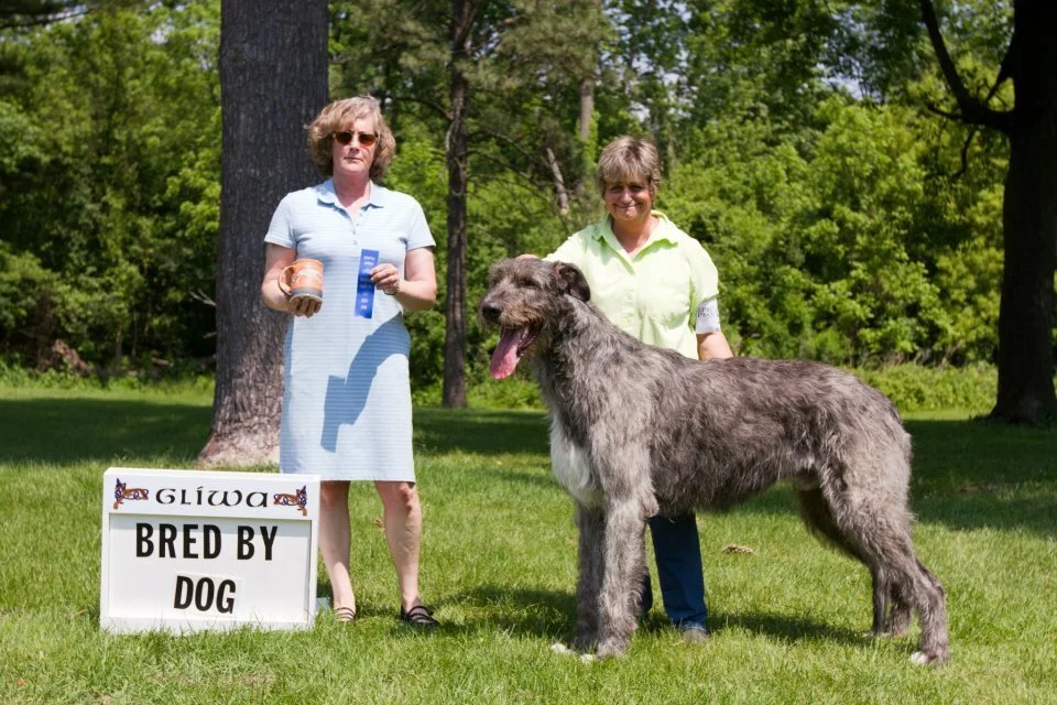     Bred By Exhibitor Dogs   
       
   1     Shellane     Braniff ,  5/21/10.   Breeder; Maria  Lubera  &amp; Claire  Morrsion .   By Can Ch  Wolfhavens  Fools  Brick  O&rsquo;Gold  x USA, Can Ch  Druid Rock  Shellane&rsquo;s  Skylark.  Owner: Ma