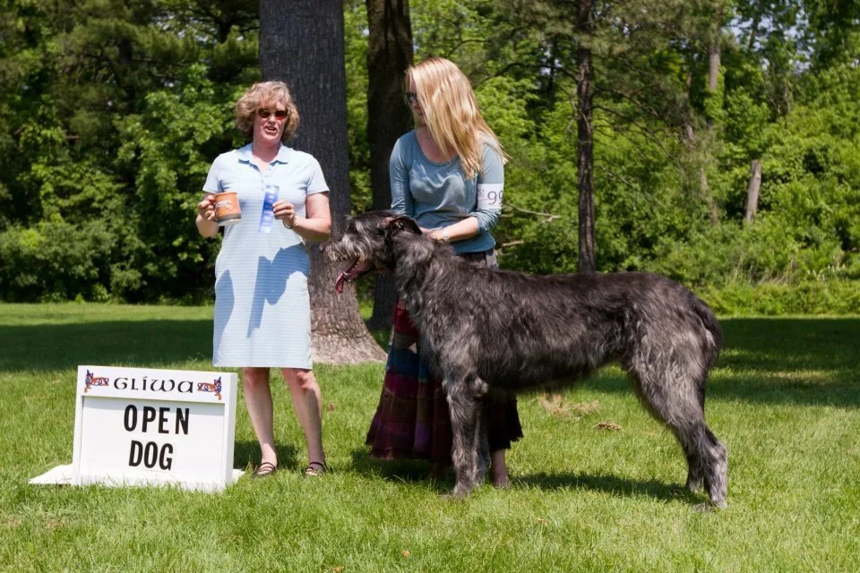      Open Dog    
  &nbsp;   1     Barrington&rsquo;s Vulcan of Shellane   , 5/21/10.   Breeder; Maria Lubera &amp; Claire Morrsion. By Can Ch Wolfhavens Fools Brick O&rsquo;Gold x USA, Can Ch Druid Rock Shellane&rsquo;s Skylark. Owners: Birgitta St