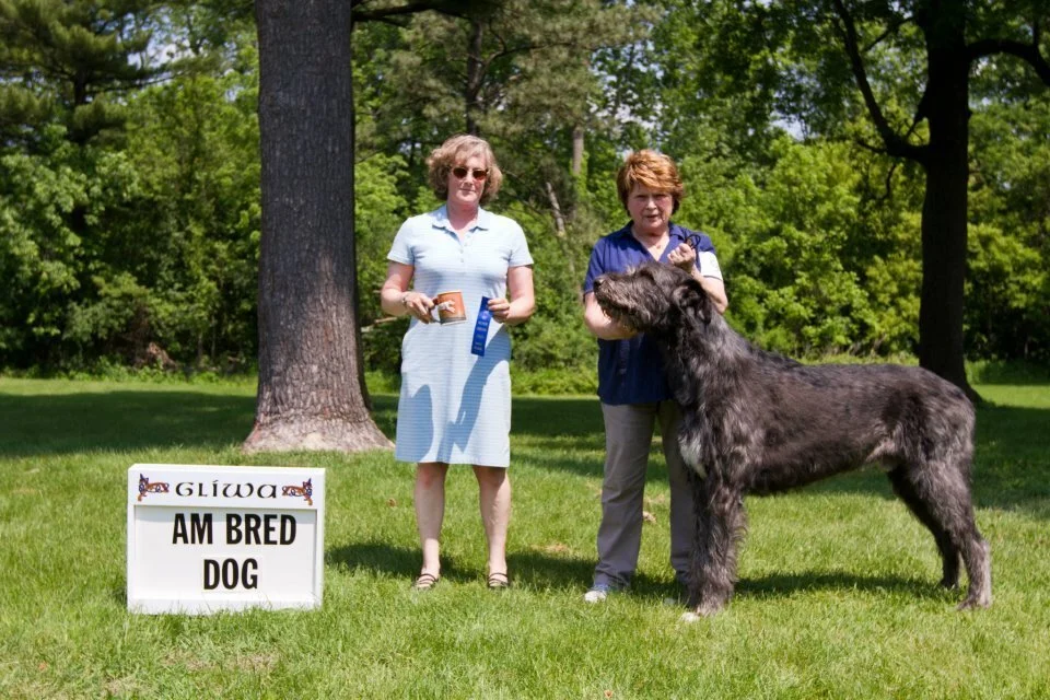      American Bred Dogs      
  &nbsp;  
   1     Shellane Dark Moon at Glenmoriston,    5/21/10. Breeder; Maria Lubera &amp; Claire Morrsion. By Can Ch Wolfhavens Fools Brick O&rsquo;Gold x USA, Can Ch Druid Rock Shellane&rsquo;s Skylark. Owners: 