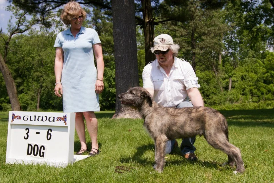     Puppy Dogs, 3 to 6 months   
   1 and Best Puppy     Rockhart    Treason,  2/19/12, Breeder/Owner: By  Rockhart  Penance x  Can Ch  Rockhart   Katja  JC.  Owner:  Lynn Simon,  MD 
       
   2    Brimstone  Sigifrith  , 1/21/2012.  Breeders: L