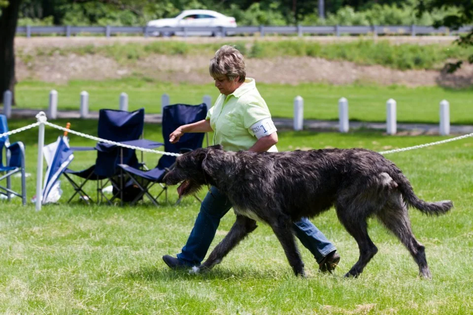      Bred-By Exhibitor Bitches      
   1     Shellane Aspen Higlands,    5/21/10. Breeder; Maria Lubera &amp; Claire Morrsion. By Can Ch Wolfhavens Fools Brick O&rsquo;Gold x USA, Can Ch Druid Rock Shellane&rsquo;s Skylark. Owner: Maria Lubera  
 