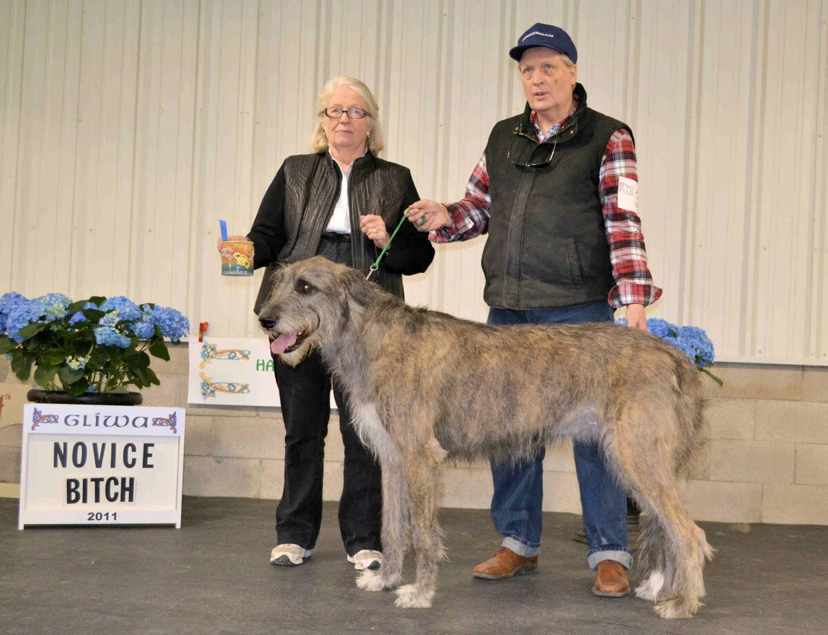    Novice Bitch  - Rockhart Macushla of Mayo 
 Lynn Simon &amp; Christiana Hartenstein - Breeders/Owners with Joseph &amp; Madeleine Mahoney 
  2- Coleraine Laurel Queensland, Maura High, Carolyn Dean, Maureen McCreery and Alice Van Housen  
  3- 