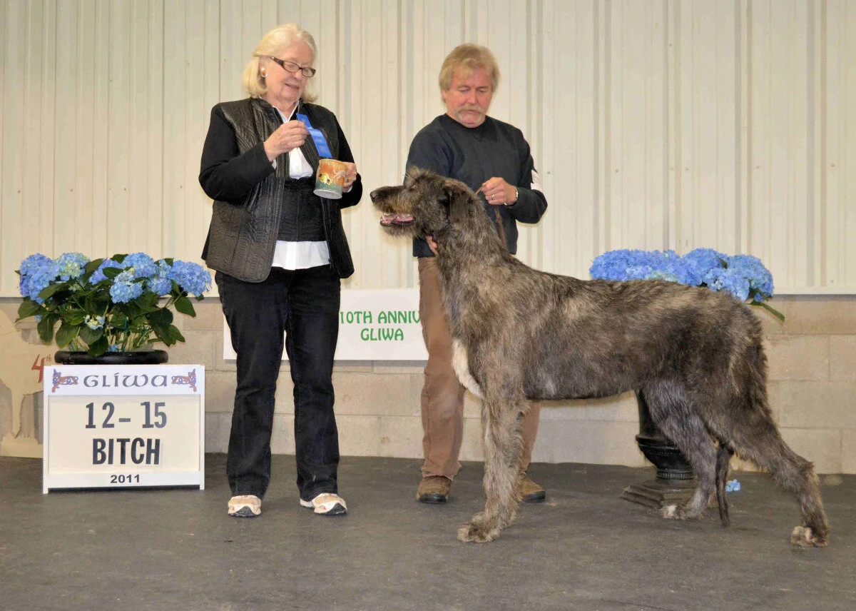    12- 15 months Yearling Bitch &nbsp;&nbsp; - Nightwing's Atonement 
 Joel Mattson Breeder/Owner  