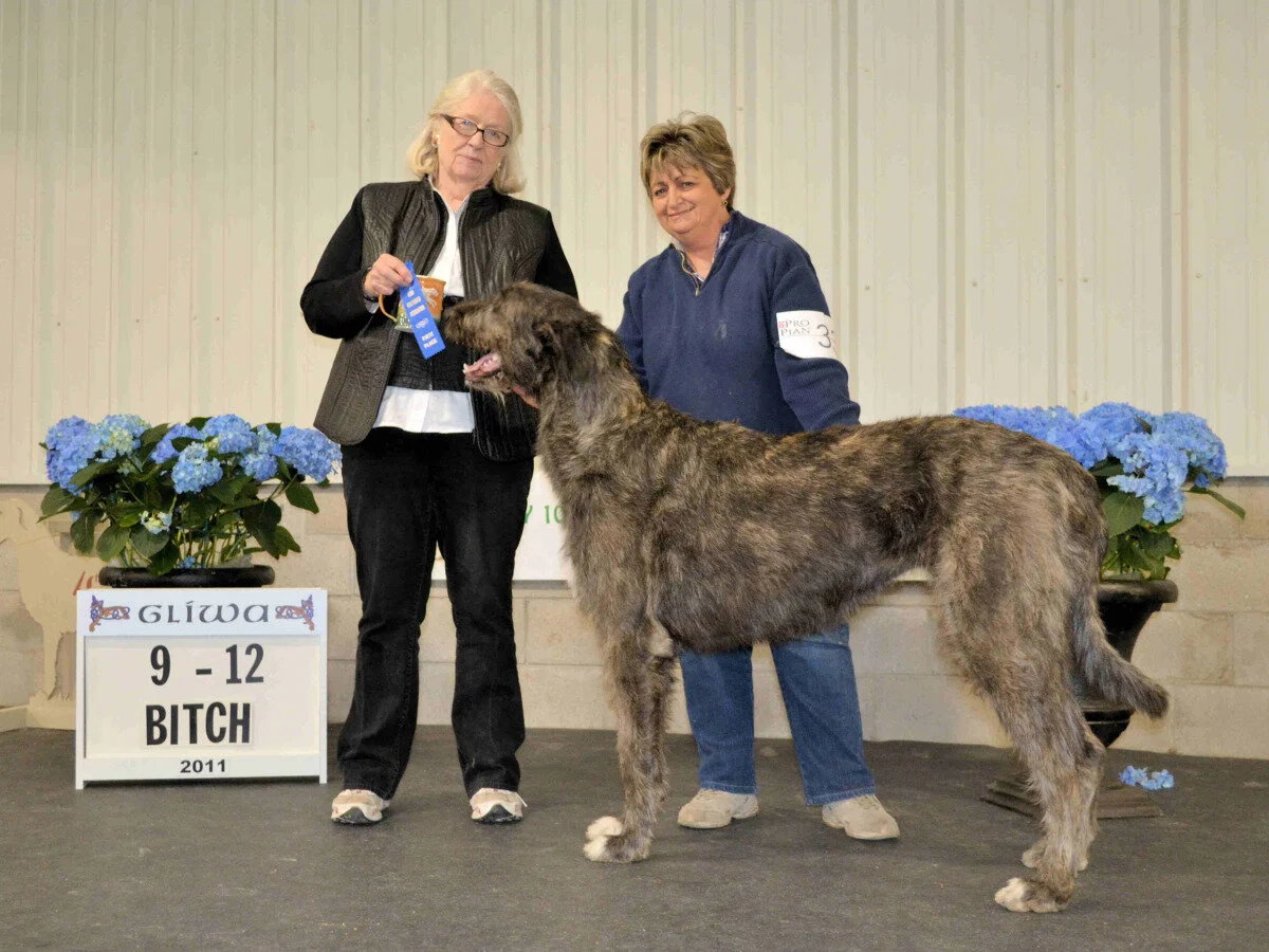    9-12 months Puppy Bitch &nbsp; - Shellane Aspen Highlands 
 Maria Lubera &amp; Claire Morrison, &nbsp;Breeders - &nbsp;Maria Lubera, Owner  