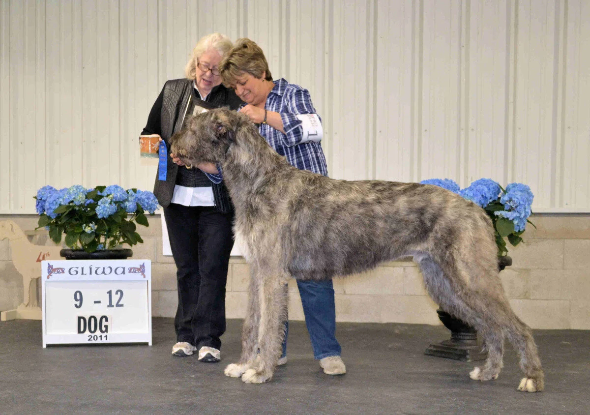    9-12 month&nbsp;Puppy Dog &nbsp; - Shellane Braniff 
 Maria Lubera &amp; Claire Morrison, Breeders - &nbsp;Maria Lubera, Owner 
  2- Barrington's Vulcan of Shellane, Birgitta Stolpe, Kevin Sprouse and Maria Lubera  
  3- Shellane Dark Moon at G