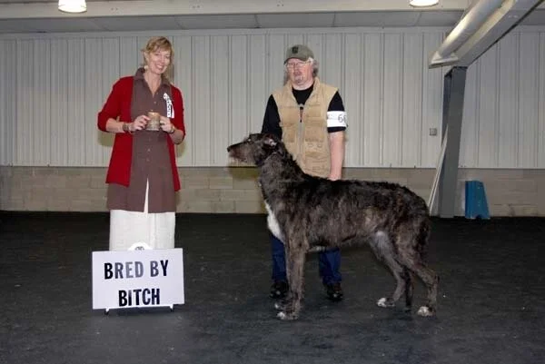 BRED BY EXHIBITOR BITCHES