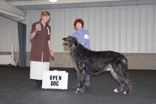 OPEN DOG