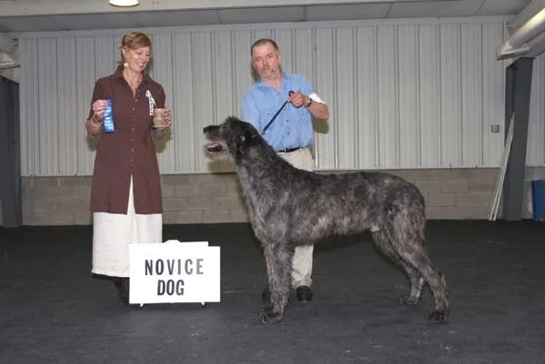 NOVICE DOG