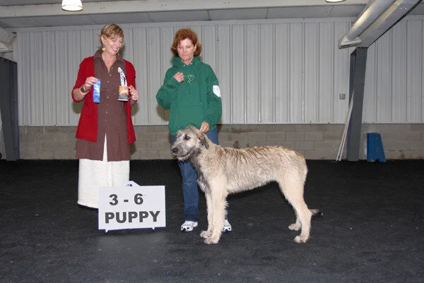 PUPPY BITCHES 3 TO 6 MO