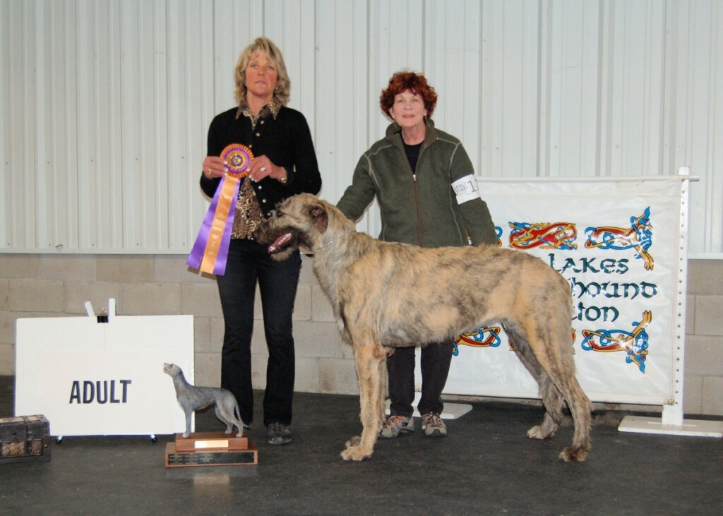     Best Adult &ndash; Caraglen Berwyck Lucciola    