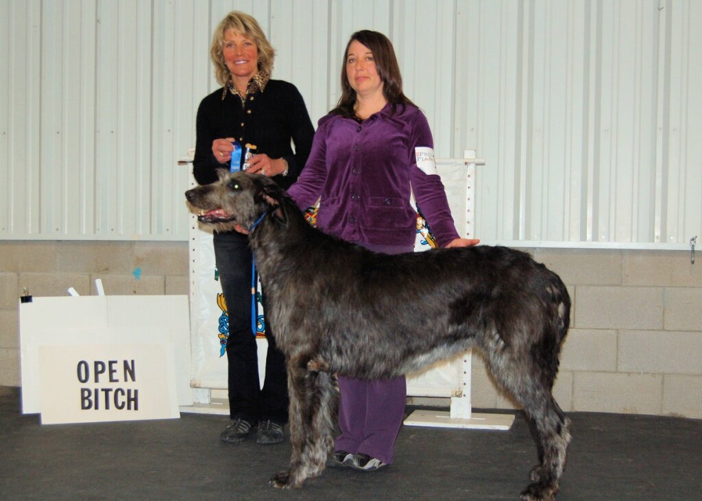     Open Bitches &ndash; 5 entered, 1 absent   
   &nbsp;   
   1 &ndash; Tomahawke&rsquo;s Wind in The Willows &ndash; R Pline/M Pline   
   2 &ndash; Gralyn Autumn Lilly Blue &ndash; L Tucker/J Tucker   
   3 &ndash; Rockhart&nbsp; Jeresa &ndas