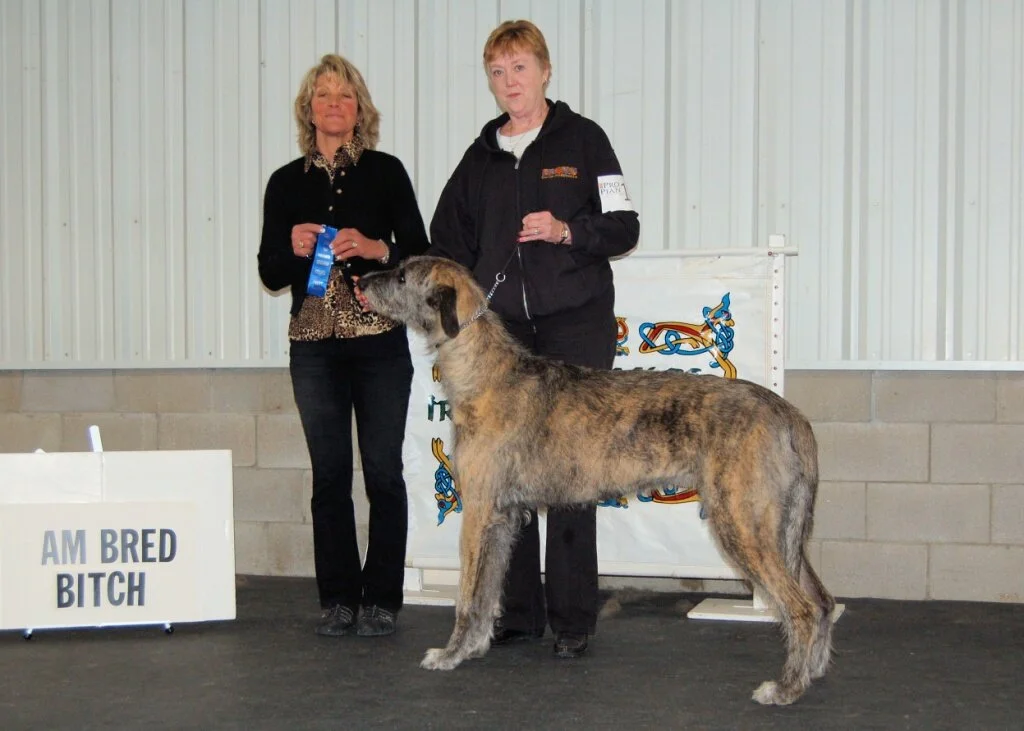     American Bred Bitches &ndash; 3 entered, 1 absent   
   &nbsp;   
   1 &ndash; Rockhart Liadain of Mayo &ndash; J Mahoney/M MahoneyHartenstein//Simon   
   2 &ndash; Stoneybrook Rowan Nimbus &ndash; B Renstrom    