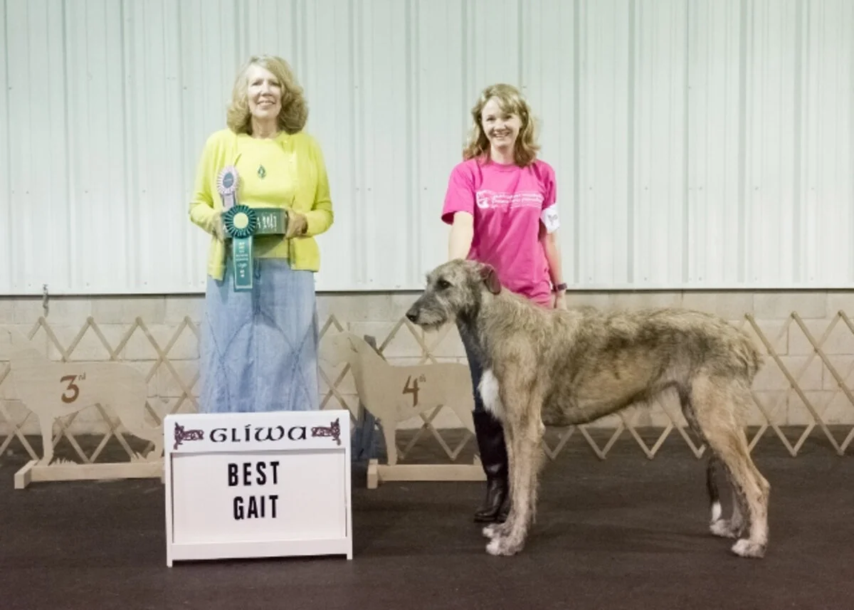    BEST GAIT&nbsp;   
   MacCaura Riversong Fenna.    11/06/2014. Breeder: Deirdre McCarthy &amp; Christine Davis. By Riversong Love to Burn x CH MacCaura Lulu.&nbsp;Owner: Courtney &amp; Ryan Smith &amp; Deirdre McCarthy.   