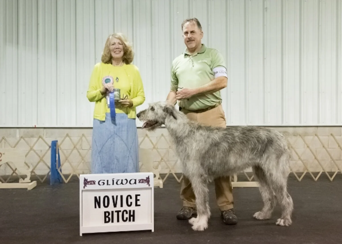    NOVICE BITCH  
  1. Cugein Caoimhe of Cheniff . 06/03/2015. Breeder: Dwayne &amp; Kathi Yorke. By BISS CH Shellane Braniff x CH Cugein Chenin Blanc O'Tairisem. Owner: Scott Mortenson, Diane Palumbo, Dwayne Yorke &amp; Kathi Yorke. 
   2. Shellan