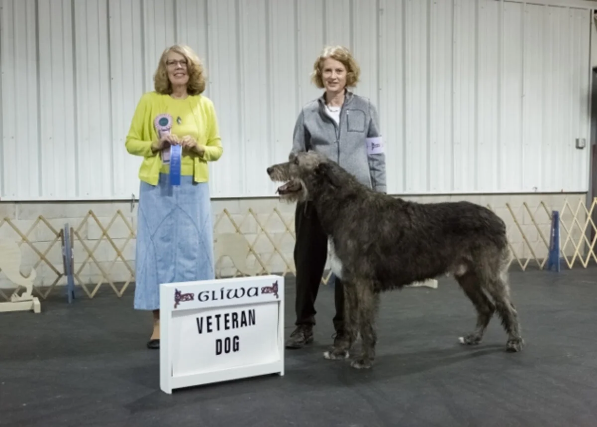    BEST VETERAN&nbsp;&nbsp;  
   Wyeth Meddler   .   06/27/2011. Breeder: Christine Krowzack &amp; Pat Powers. By Berwyck No Duty To Retreat x CH Slaine Tempo So Ave.&nbsp;Owner: Helen R. Philpott &amp; Patricia Powers.     