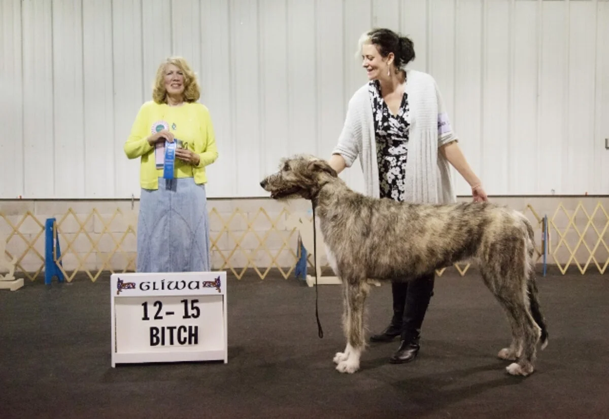    12-15 MONTH YEARLING BITCH  
   1. Shellane's Best Costume for the Day at Penumbra   .   09/26/2016. Breeder: Maria Lubera &amp; Carole Jeninga. By Cugein Baron of Cheniff x CH Shellane Gairbraid's Vronyka.&nbsp;Owner: Christina M. Rappel &amp; T