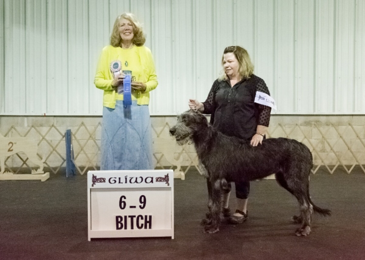    6-9 MONTH PUPPY BITCH  
  1. Howlin's MB Tipitina Rose . 04/11/2017. Breeder: David Berzins &amp; Risha Cupit-Berzins. By Eirian Padraic Brie Quick Draw Marco x CH Howlin's Praline RA NAP AJP CGC. Owner: David Berzins &amp; Risha Cupit-Berzins  