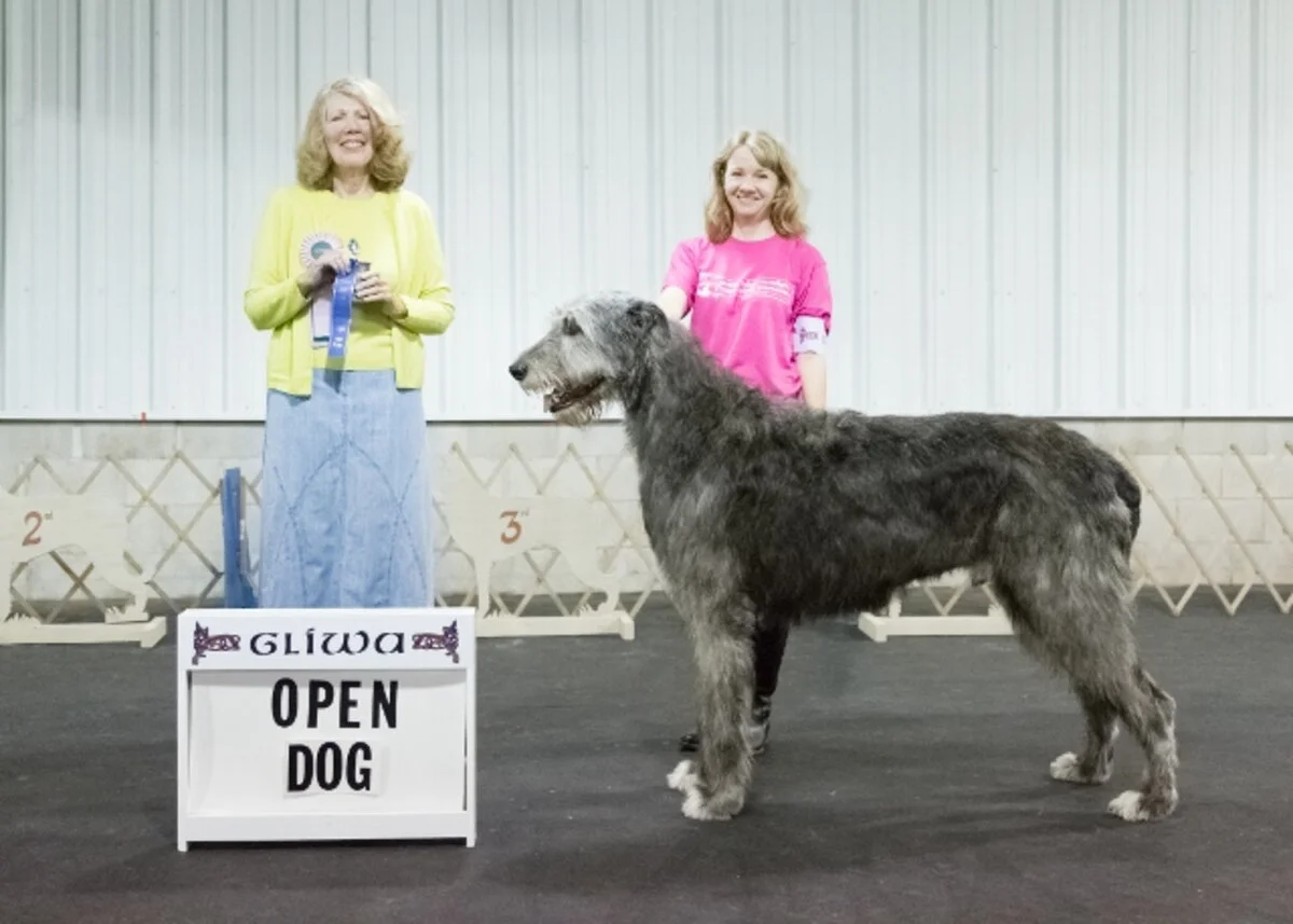   OPEN DOG  
   1. Shellane Pavarotti Sings for Slaine   .   03/26/2013. Breeder: M. Lubera. By BISS CH Shellane Braniff x GCH Berwyck Shellane Provocatore.&nbsp;Owner: Christine A. Krowzack Bernstein &amp; Maria Lubera.  
  2. Cnoccarne Lia Fail 