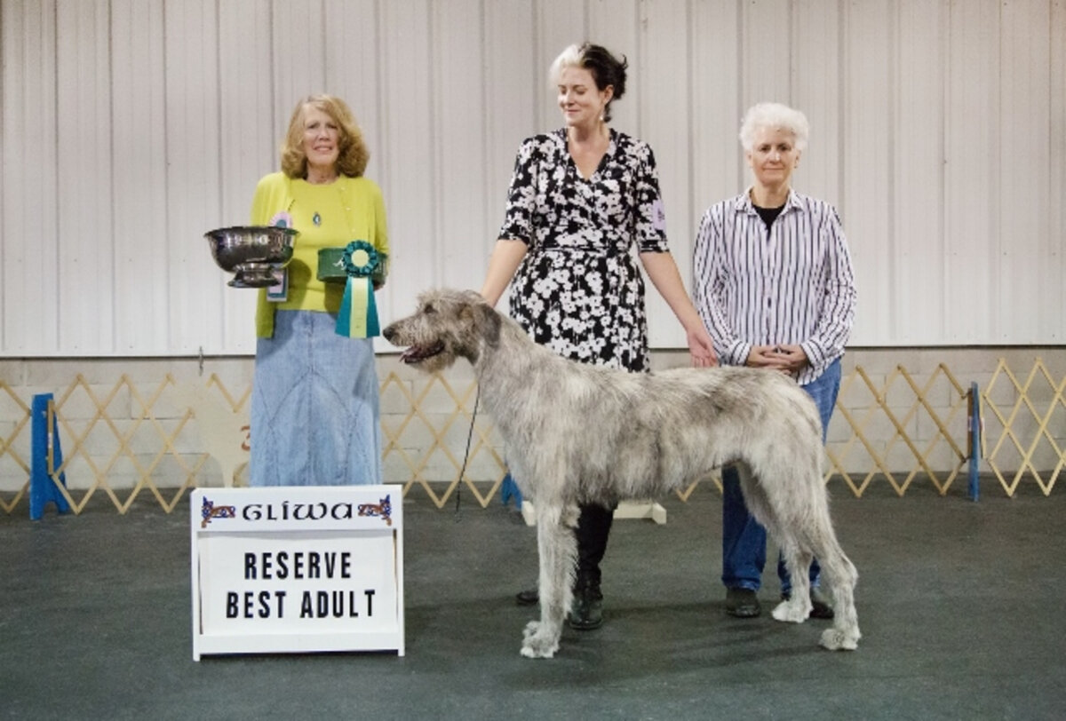    RESERVE BEST ADULT&nbsp;   
   Prairie Creek's Libeled Lady of Penumbra   .   03/21/2016. Breeder: Constance C. Smalley &amp; Joel M. Mattson. By Prairie Creek Arthur x Nightwing's Sequester @ Prairie Creek. Owner: Christina M. Rappel &amp; Const