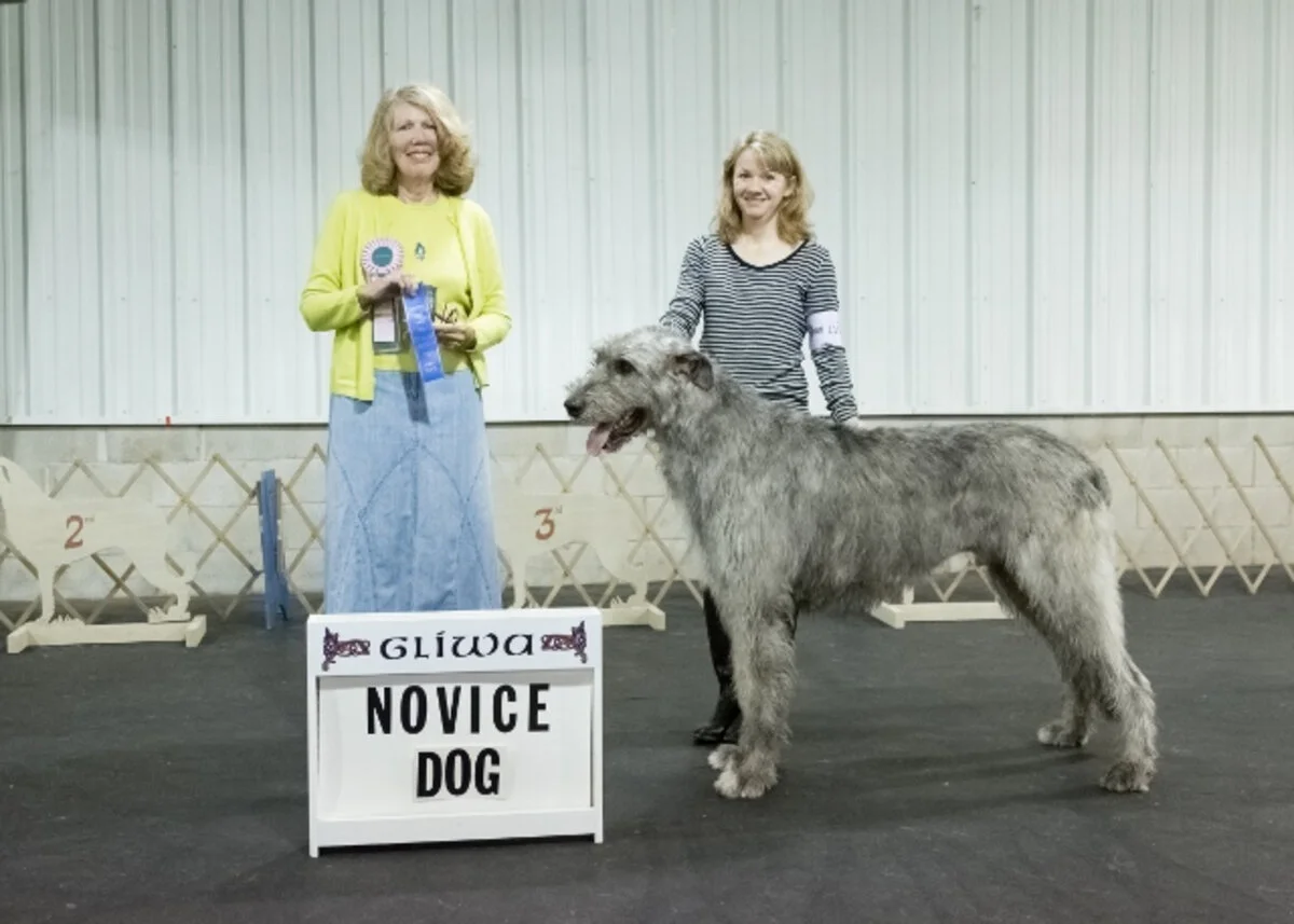    NOVICE DOG  
   1. Cugein Baron of Cheniff   . 06/03/2015.  Breeder: Dwayne &amp; Kathi Yorke. By BISS CH Shellane Braniff x CH Cugein Chenin Blanc O'Tairisem. Owner:  Douglas &amp; Claire Morrison.  
  2. Cugein Livin&rsquo; Like a Renegade . 0