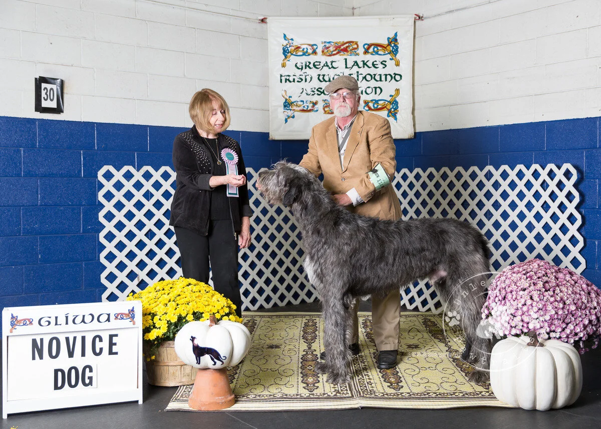     Novice Dog   
  Howlin's Kermit's Treme Speakeasy . 04/11/2017. Breeder: David Berzins &amp; Risha Cupit-Berzins. By Eirian Padraic Brie Quick Draw Marco x CH Howlin's Praline BN RA NAP AJP CGC TKN. Owner: Michael Cherry, Kim Oliver, David Berzi