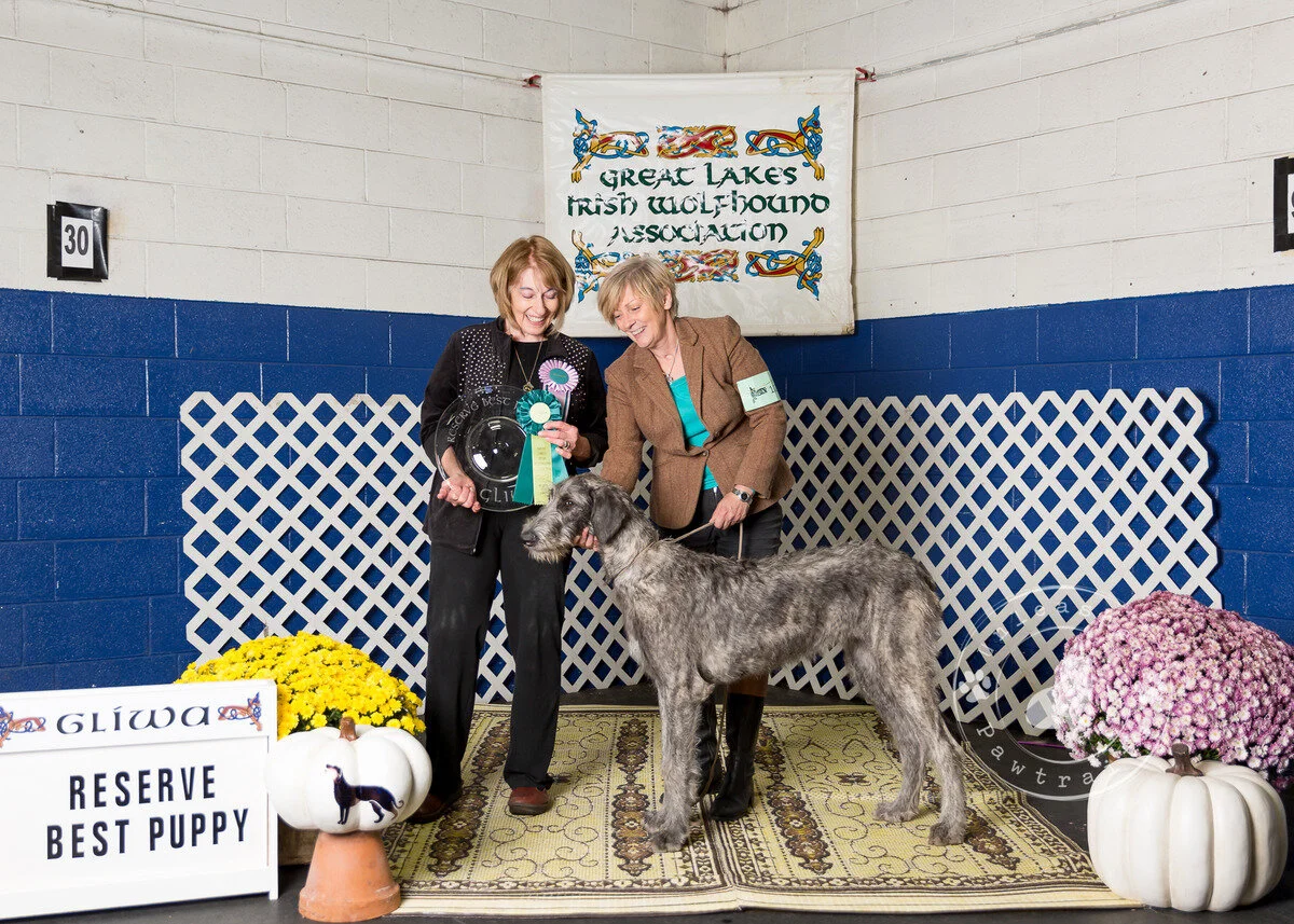     Reserve Best Puppy    
  Eirian Nellie Q O&rsquo;Tailstorm.  04/04/2018. Breeder: Mary Ellen Shriver. By Riff Runs Deep x Eirian Q Cadence SC. Owner: Frances Abrams &amp; Mary Ellen Shriver.Reserve Best Puppy Eirian Nellie Q O&rsquo;Tailstorm. 0