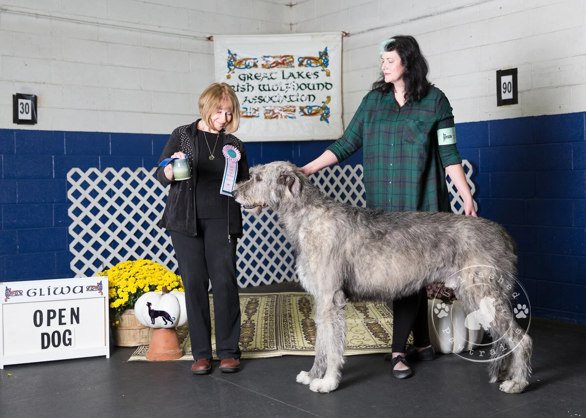     Open Dog   
  1. Shellane Bacchus.  09/26/2016. Breeder: Maria Lubera. By Cugein Baron of Cheniff x CH Shellane Gairbraid's Vronyka. Owner: Maria Lubera.  2. Barrington's Lamarck of The Hills.  11/04/2016. Breeder: Birgitta Stolpe &amp; Maria Lu