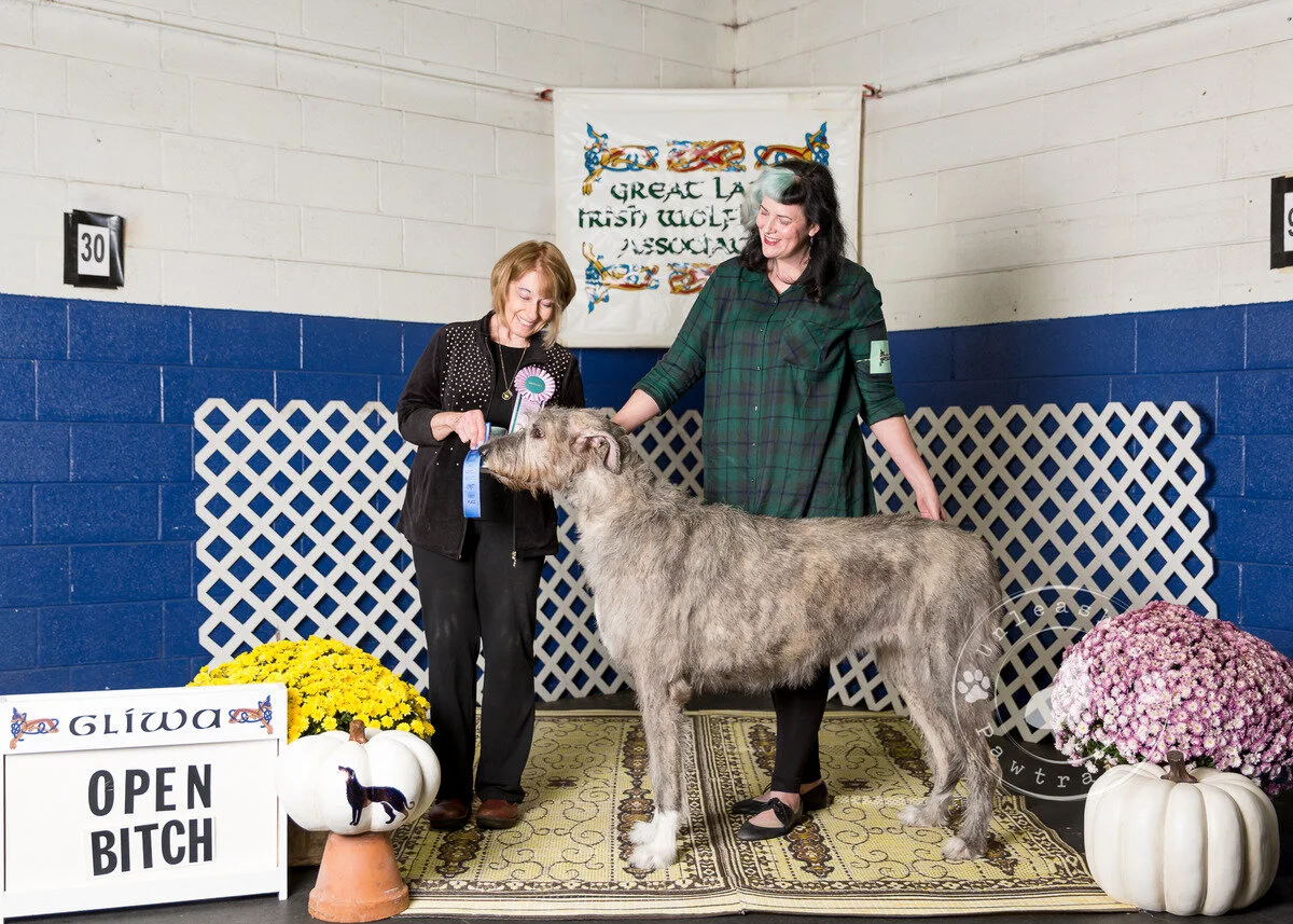     Open Bitch   
  1. Shellane's Best Costume for the Day at Penumbra CGC.  09/26/2016. Breeder: Maria Lubera &amp; Carole Jeninga. By Cugein Baron of Cheniff x CH Shellane Gairbraid's Vronyka. Owner: Christina M. Rappel &amp; Timothy J. Rappel &am