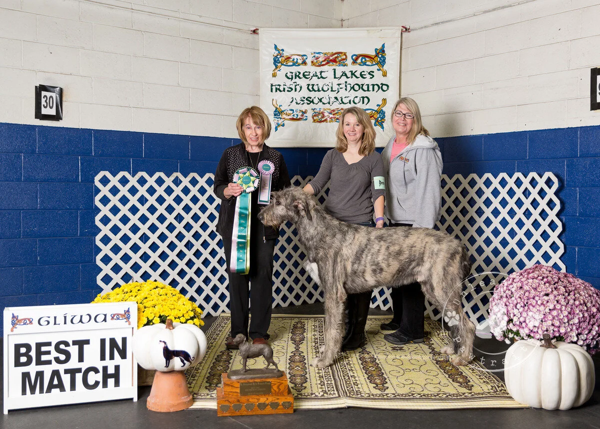     Best in Match   
  Dia Duit's Anebesa Leon.  12/12/2017. Breeder: Pam &amp; Rock Elgin &amp; Courtney Smith. By GCH Caraglen Emmett of Avalon x CH Dia Duit's Anna Aine. Owner: Pam &amp; Rock Elgin  