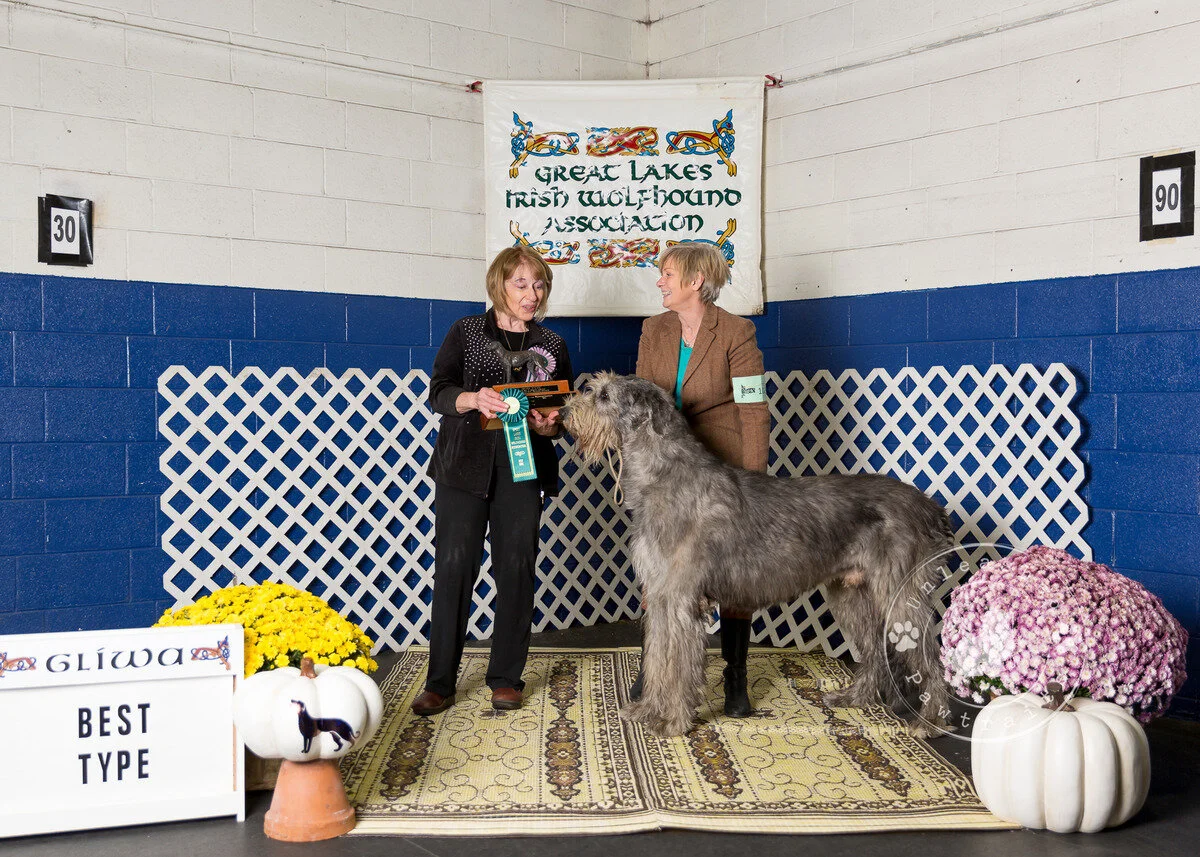     Best Type   
  CH Jadis Charlie Chaplin.  09/21/2015. Breeder: Chantal St. Pierre. By Jadis Gael D Kally x Pitlochry&rsquo;s UR My Sunny Brayn. Owner: Lauren Swick &amp; Agathe Loiselle.  