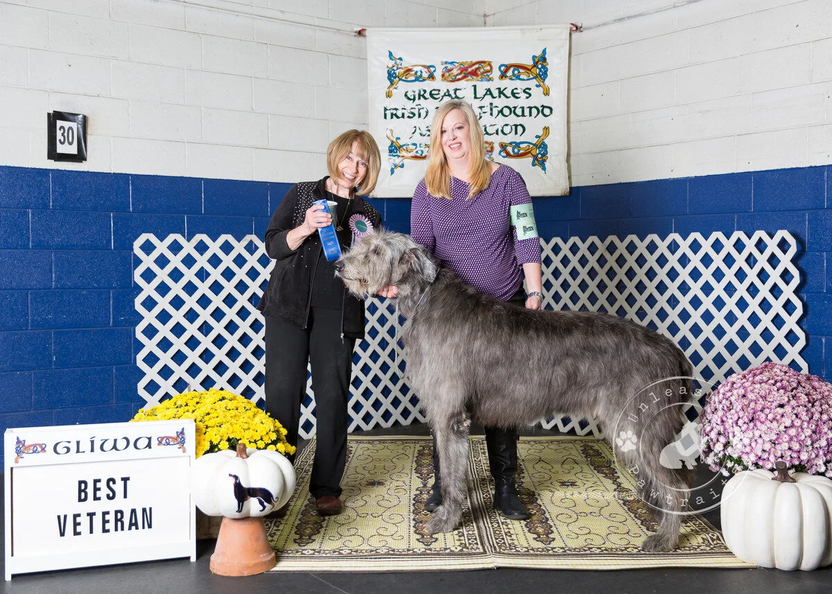     Best Veteran   
  CH Torian's Hit the Mark . 05/03/2012. Breeder: Victoria &amp; Brian Cook. By Cu Fleadh Carrickaneena Mo Lamh Bhuaite x Torian's Apple of My Eye. Owner: Victoria &amp; Brian Cook.Best VeteranCH Torian's Hit the Mark. 05/03/2012