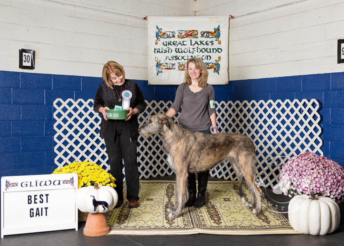     Best Gait   
  MacCaura Riversong Fenna.  11/06/2014. Breeder: Deirdre McCarthy &amp; Christine Davis. By Riversong Love to Burn x CH MacCaura Lulu. Owner: Courtney &amp; Ryan Smith &amp; Deirdre McCarthy.    