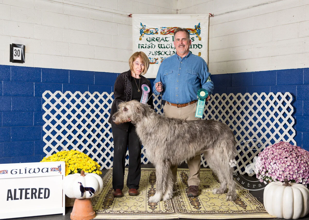     Altered Bitch   
  1. Cugein Caoimhe of Cheniff.  06/03/2015. Breeder: Dwayne &amp; Kathi Yorke. By BISS CH Shellane Braniff x CH Cugein Chenin Blanc O'Tairisem. Owner: Scott Mortenson, Diane Palumbo, Dwayne Yorke &amp; Kathi Yorke.  2. Ulster&r