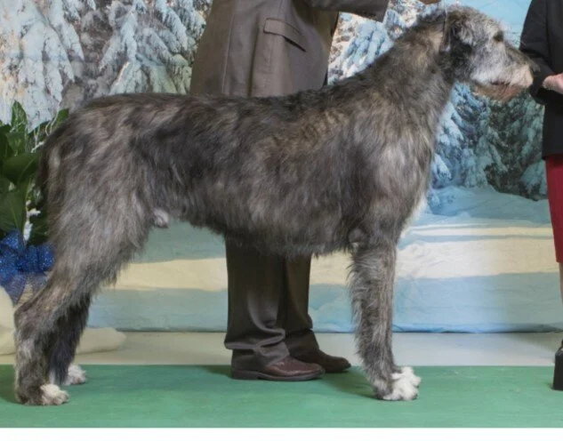 irish wolfhound puppy weight