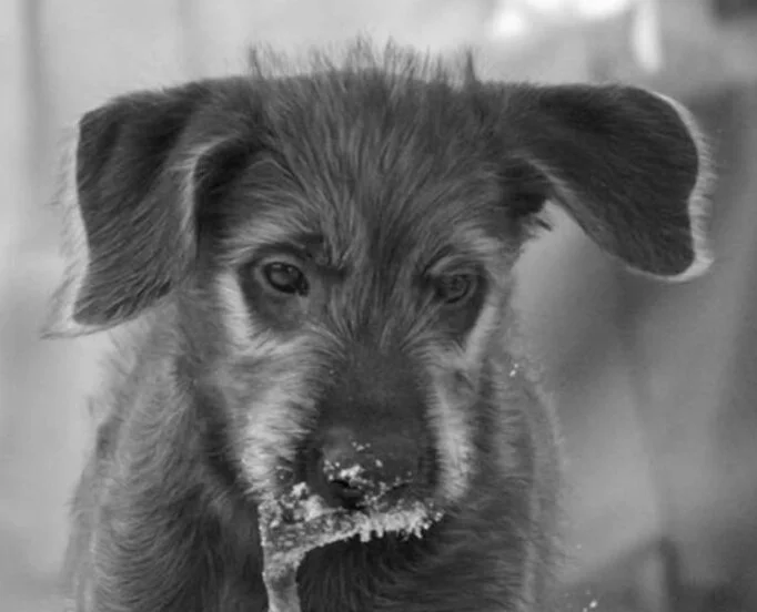 irish wolfhound breeders midwest