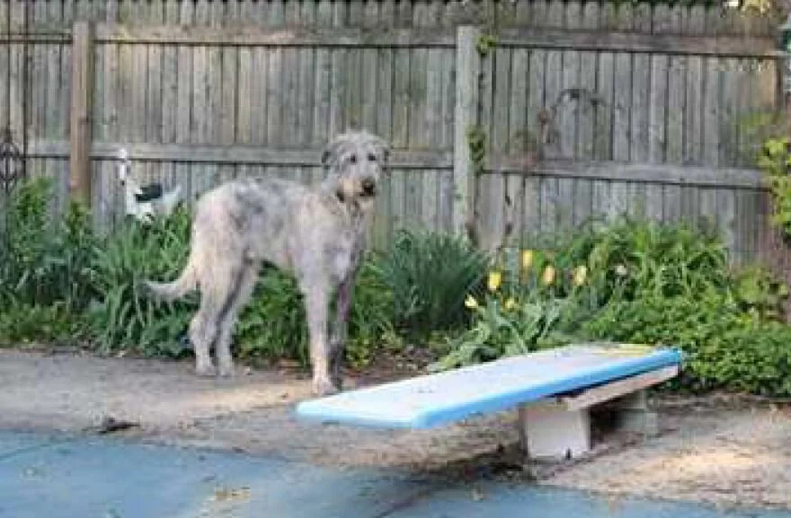 irish wolfhound breeders midwest