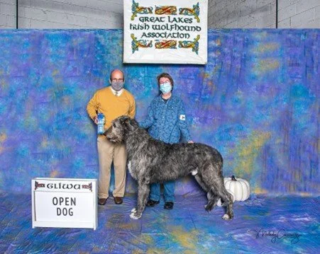 Open Dog 1. Dia Duit Slaine Tenor. 05/13/2019. Breeder: Pam & Rockne Elgin. By MBISS GCH CH Shellane Pavarotti Sings for Slaine x CH Dia Duit Anna Aine CGC. Owner: Chris Bernstein & Pam Elgin.