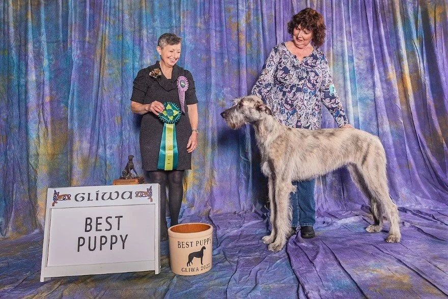   Best Puppy     Rosach Ridge at Last of Maloma. 03/02/2022.  Breeder: Peggy L. Proffitt &amp; Amy Pederson. By Fleetwind Paladin Julius Caesar Of Bonniebrae CGC x CH Maloma's Supercalifragilisticexpialidocious. Owner: Kathleen Rose &amp; John Rose. 